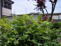 IMGP4942.jpg