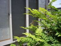 IMGP4943.jpg
